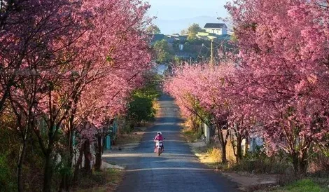 Kinh nghiệm “vàng” săn vé máy bay Tết đi Đà Lạt cùng Traveloka