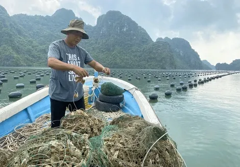 Thủ tướng chỉ đạo đẩy mạnh khôi phục sản xuất nông nghiệp sau bão số 3