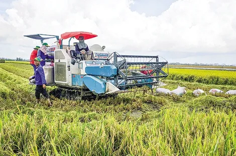 Quyết tâm thực hiện Ðề án sản xuất lúa chất lượng cao và phát thải thấp