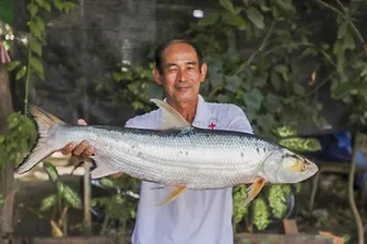 Cá chép hồi khổng lồ xuất hiện lại trên sông Mekong sau gần 20 năm vắng bóng