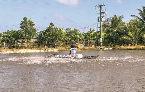 Tìm giải pháp phát triển bền vững sản xuất giống cá tra