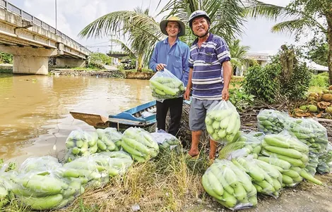 Ða dạng rau màu mùa nước lũ