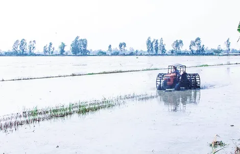 Giải pháp an toàn cho vụ lúa đông xuân