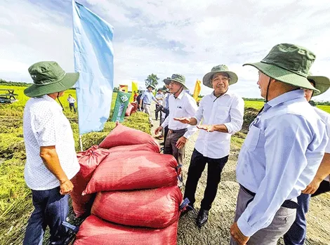 Hài hòa lợi ích để tạo chuỗi liên kết lúa gạo bền chặt