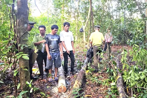 Kiên Giang: Bắt 2 đối tượng khai thác rừng trái phép ở Phú Quốc