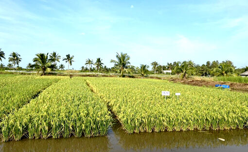 ផលិត​កសិកម្ម​បន្សាំ​នឹង​ការ​ប្រែ​ប្រួល​អា​កាស​ធាតុ​