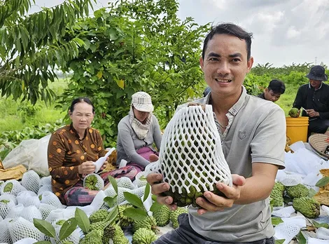 Nông dân thu hoạch na “khổng lồ”