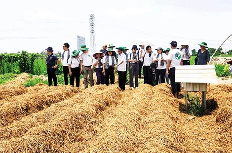 Liên kết, hợp tác phát triển bền vững ngành Nông nghiệp