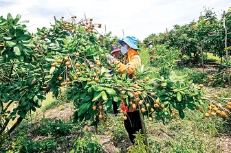 Hiệu quả thiết thực từ bản tin thời tiết nông vụ