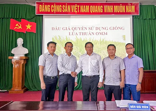 Viện Lúa ĐBSCL:  Đấu giá thành công quyền sử dụng 2 lô giống lúa thuần OM34 với tổng sản lượng khai thác 400 tấn/năm