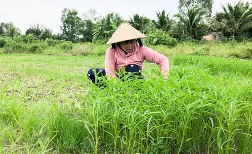 Khấm khá nhờ trồng rau muống