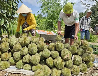 Thúc đẩy nâng cao chất lượng, chuỗi giá trị và tiêu thụ sản phẩm trái cây