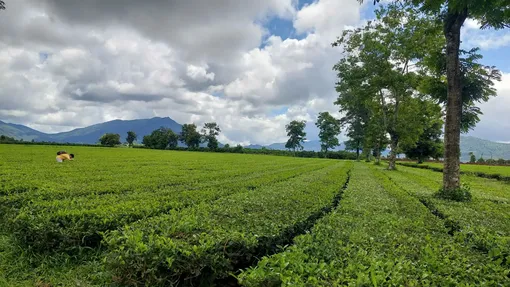 Nâng cao chuỗi giá trị ngành trà