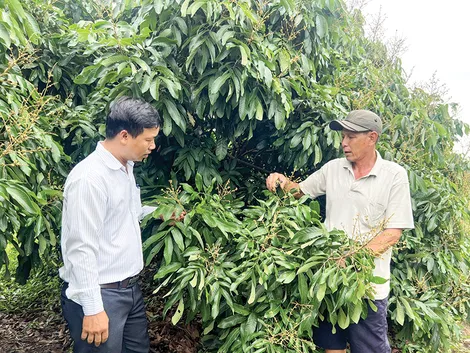 Năng động làm giàu với mô hình trồng nhãn Ido kết hợp cây kiểng