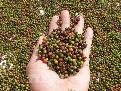 US emerges as biggest consumer of Vietnam’s pepper