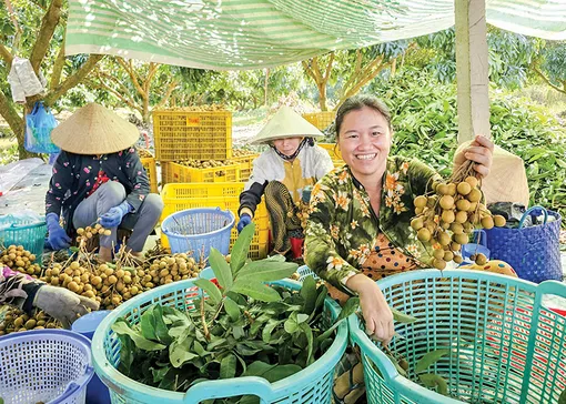 TP Cần Thơ liên kết phát triển vùng nguyên liệu nông sản chất lượng và an toàn