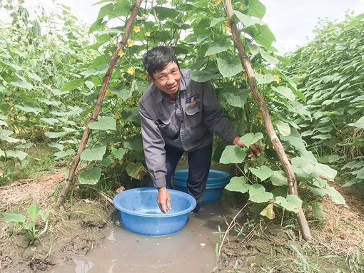 Nhân rộng mô hình trồng màu chuyên canh cho thu nhập cao