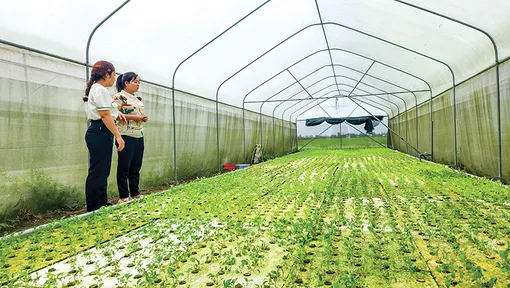 Đẩy mạnh chuyển giao, ứng dụng khoa học kỹ thuật trong sản xuất nông nghiệp