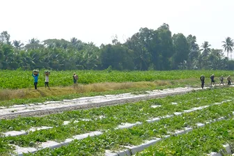 Chuyển đổi cơ cấu cây trồng hơn 2.600ha đất trồng lúa kém hiệu quả