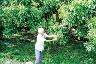 Sản lượng cây ăn trái tăng 11,01%