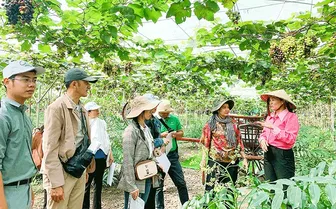 Khảo sát các điểm du lịch nông nghiệp tại huyện Cờ Ðỏ