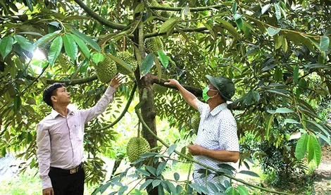 Xây dựng xã nông thôn mới kiểu mẫu từ lĩnh vực nổi trội