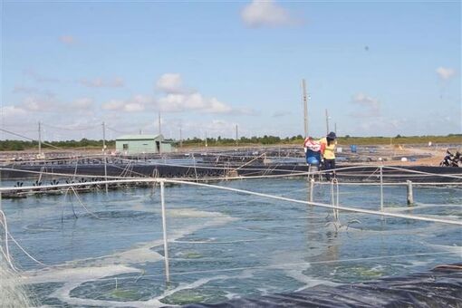 Bac Lieu aims for 1.2 billion USD in shrimp exports in 2025