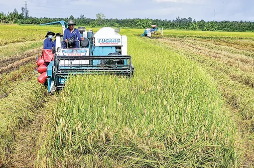 Nhân rộng mô hình thí điểm sản xuất lúa chất lượng cao, phát thải thấp