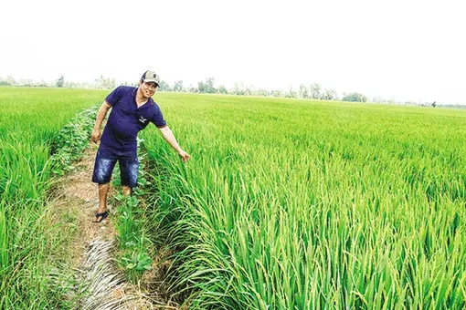 Chủ động chăm sóc, bảo vệ lúa đông xuân