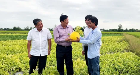 Lãnh đạo thành phố thăm mô hình sản xuất nông nghiệp phục vụ Tết tại huyện Cờ Đỏ