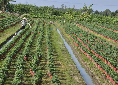 Phát triển sản xuất rau màu, hoa kiểng phục vụ Tết