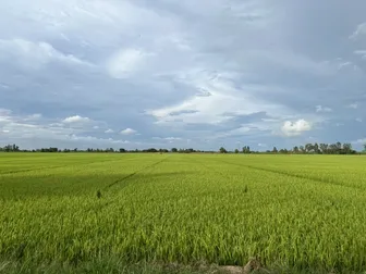 Chăm sóc lúa đông xuân trong những ngày Tết