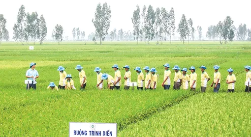 Nâng giá trị và tăng lợi nhuận cho người trồng lúa Nâng giá trị và tăng lợi nhuận cho người trồng lúa