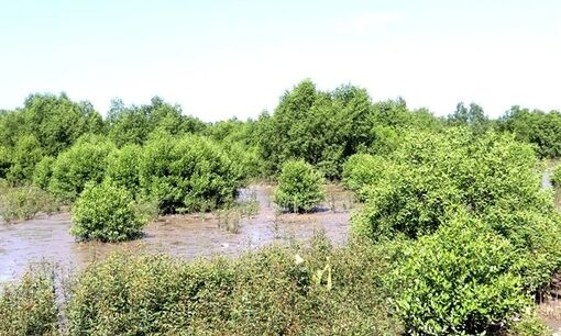 Mekong Delta provinces grow more mangroves to prevent coastal erosion