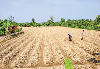 Vĩnh Long đẩy mạnh cơ cấu sản xuất nông nghiệp