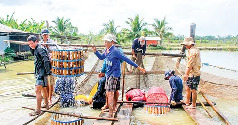 Thốt Nốt tích cực hỗ trợ người dân phát triển nuôi trồng thủy sản đảm bảo chất lượng, an toàn thực phẩm