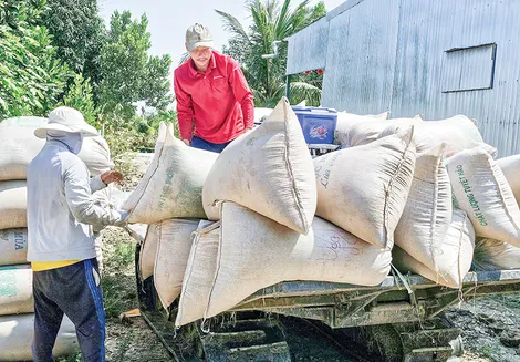 Giá lúa giảm, nông dân gặp khó!