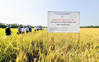 Mô hình “Sản xuất lúa chất lượng cao, phát thải thấp” giúp nâng cao hiệu quả sản xuất