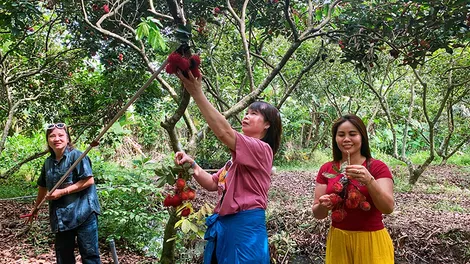 Phát huy du lịch sinh thái, miệt vườn