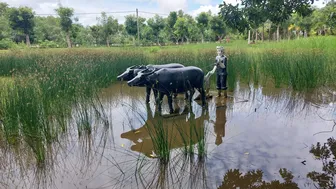 Cày và máy cày ở Cần Thơ