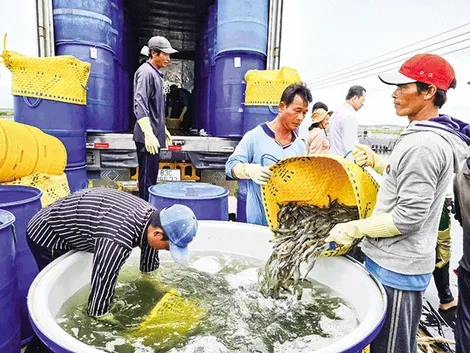 Đảm bảo an toàn, chất lượng để ngành hàng tôm phát triển và xuất khẩu