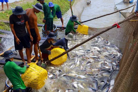 Tập trung phát triển ổn định, an toàn vùng nuôi cá tra