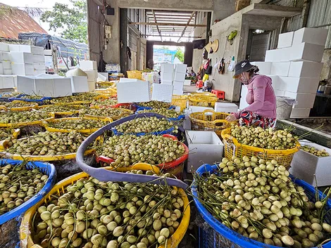 Thúc đẩy phát triển sản xuất trái cây phục vụ xuất khẩu