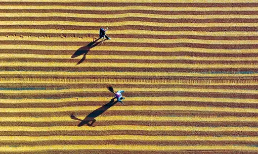 Đại kế hoạch “tự cung tự cấp” lương thực của Trung Quốc