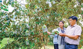 Phong Điền nhân rộng mô hình sản xuất an toàn theo quy trình VietGAP