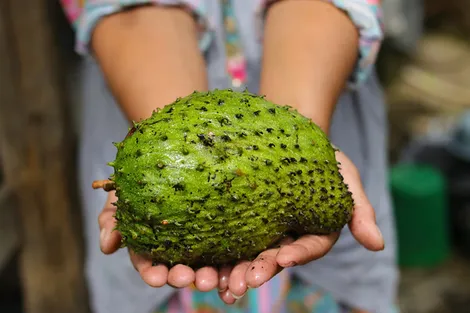 Tiềm năng chống ung thư của mãng cầu xiêm