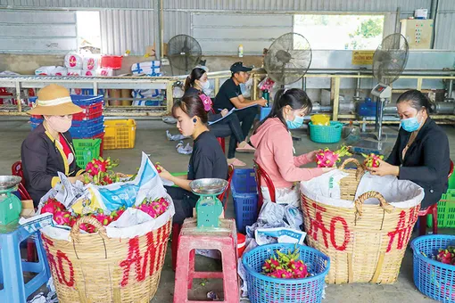 Cấp mã vùng trồng cây thanh long hướng đến xuất khẩu bền vững Cấp mã vùng trồng cây thanh long hướng đến xuất khẩu bền vững