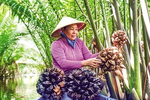 Chèo xuồng hái dừa nước kiếm tiền triệu mỗi ngày Chèo xuồng hái dừa nước kiếm tiền triệu mỗi ngày