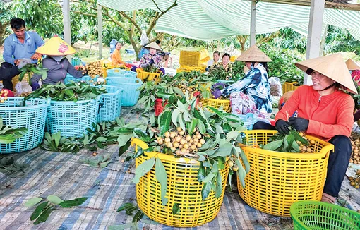 Phát triển cây ăn trái phục vụ xuất khẩu Phát triển cây ăn trái phục vụ xuất khẩu