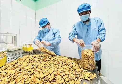 Kiếm nửa tỉ đồng mỗi năm nhờ chuối sấy giòn Kiếm nửa tỉ đồng mỗi năm nhờ chuối sấy giòn